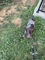 Bella , a female German Shorthaired Pointer for sale in Philadelphia, PA – 5 of 9