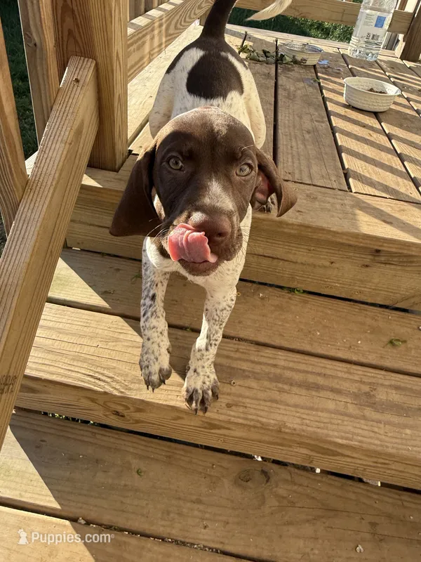 Iva – German Shorthaired Pointer puppy for sale in Philadelphia, PA