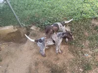 Bella , a female German Shorthaired Pointer for sale in Philadelphia, PA – 7 of 9