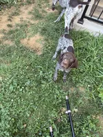 Bella , a female German Shorthaired Pointer for sale in Philadelphia, PA – 4 of 9