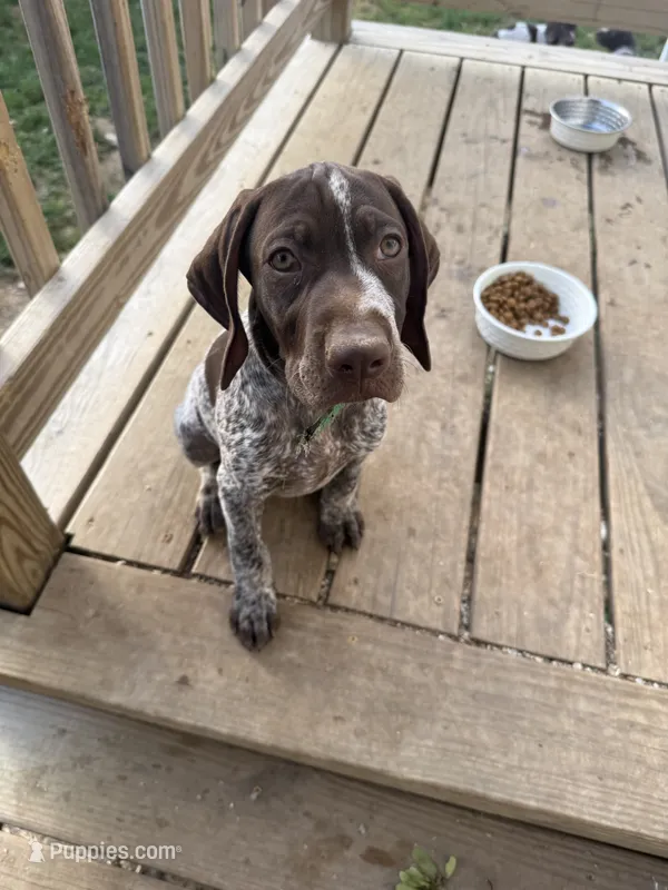 Stella – German Shorthaired Pointer puppy for sale in Philadelphia, PA