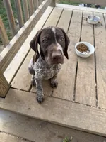 Sarah, a female German Shorthaired Pointer for sale in Philadelphia, PA – 4 of 10
