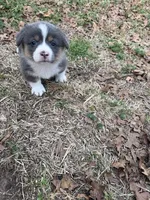 Hattie, a female Pembroke Welsh Corgi for sale in Paradise, TX – Photo 3 of 3