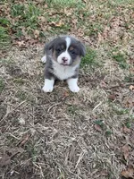 Hattie, a female Pembroke Welsh Corgi for sale in Paradise, TX – Photo 2 of 3