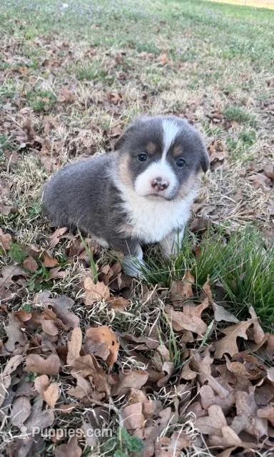 Hattie – Pembroke Welsh Corgi puppy for sale in Paradise, TX