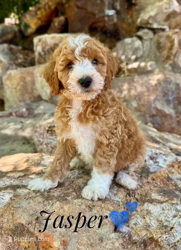 Jasper – Miniature Goldendoodle puppy for sale in Las Vegas, NV