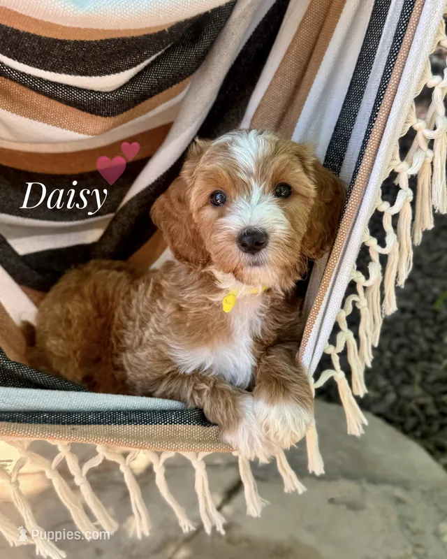 Daisy – Miniature Goldendoodle puppy for sale in Las Vegas, NV