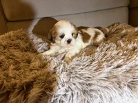 Bentley *AKA Vanilla Bean, a male Shih Tzu for sale in Naperville, IL – Photo 4 of 4