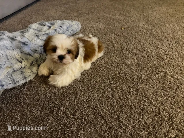 Bentley *AKA Vanilla Bean