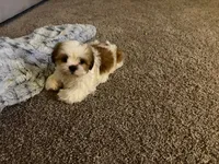 Bentley *AKA Vanilla Bean, a male Shih Tzu for sale in Naperville, IL – Photo 1 of 4