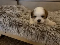 Bentley *AKA Vanilla Bean, a male Shih Tzu for sale in Naperville, IL – Photo 3 of 4