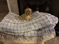 Madison - aka Maddy, a female Shih Tzu for sale in Naperville, IL – Photo 1 of 2