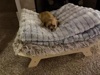 Madison - aka Maddy, a female Shih Tzu for sale in Naperville, IL – Photo 2 of 2