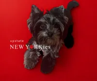 Roxy, a female Yorkshire Terrier for sale in Port Jervis, NY – Photo 2 of 2