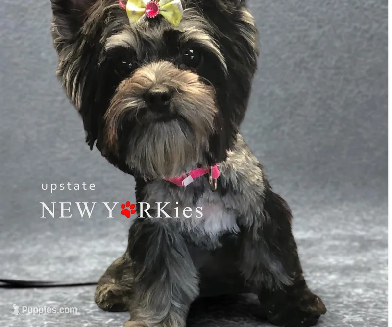 Roxy – Yorkshire Terrier puppy for sale in Port Jervis, NY