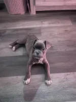 King, a male French Bulldog for sale in Southport, CT – Photo 3 of 5