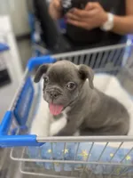 King, a male French Bulldog for sale in Southport, CT – Photo 2 of 5