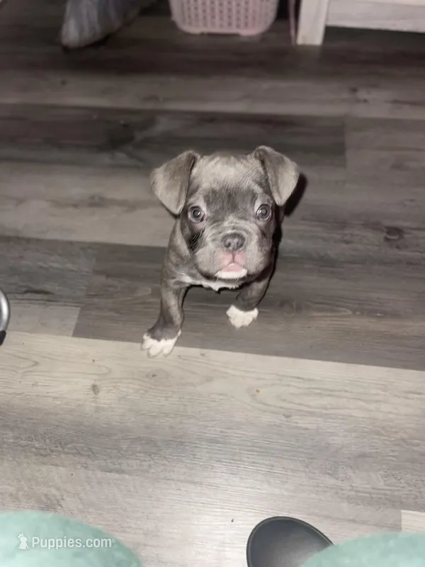 King – French Bulldog puppy for sale in Southport, CT