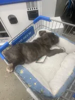 King, a male French Bulldog for sale in Southport, CT – Photo 4 of 5