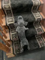 King, a male French Bulldog for sale in Southport, CT – Photo 5 of 5