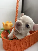 Lucy, a female French Bulldog for sale in Los Angeles, CA – Photo 2 of 5