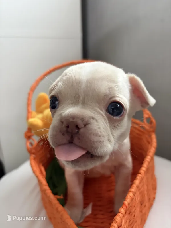 Lucy – French Bulldog puppy for sale in Los Angeles, CA