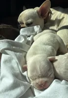 Lucy, a female French Bulldog for sale in Los Angeles, CA – Photo 3 of 5