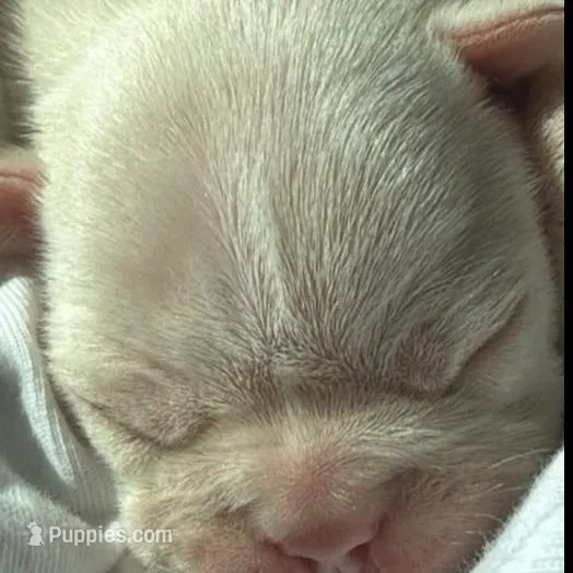 Layla – French Bulldog puppy for sale in Los Angeles, CA