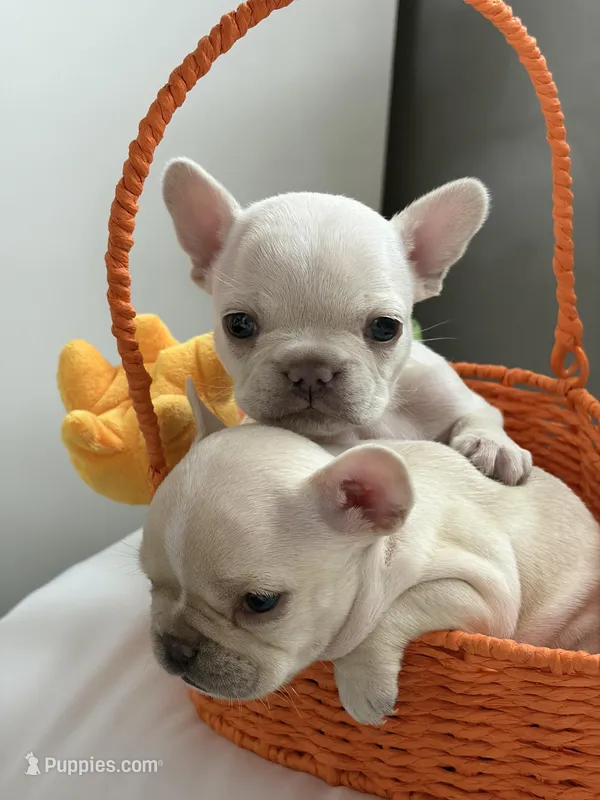 Maxine – French Bulldog puppy for sale in Los Angeles, CA