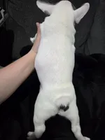 Donnie, a male French Bulldog and Frenchton for sale in Euless, TX – 4 of 4