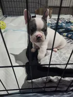 Donnie, a male French Bulldog and Frenchton for sale in Euless, TX – 2 of 4