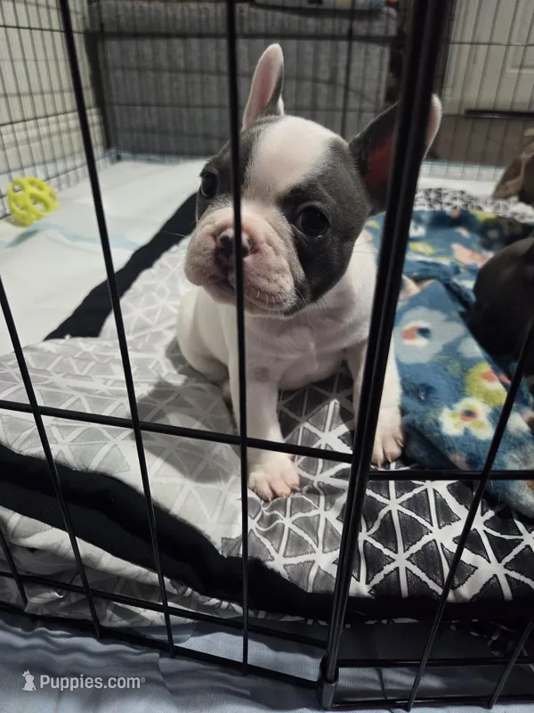 Donnie – French Bulldog, Frenchton puppy for sale in Euless, TX