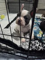 Donnie, a male French Bulldog and Frenchton for sale in Euless, TX – 1 of 4