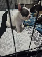 Donnie, a male French Bulldog and Frenchton for sale in Euless, TX – 3 of 4