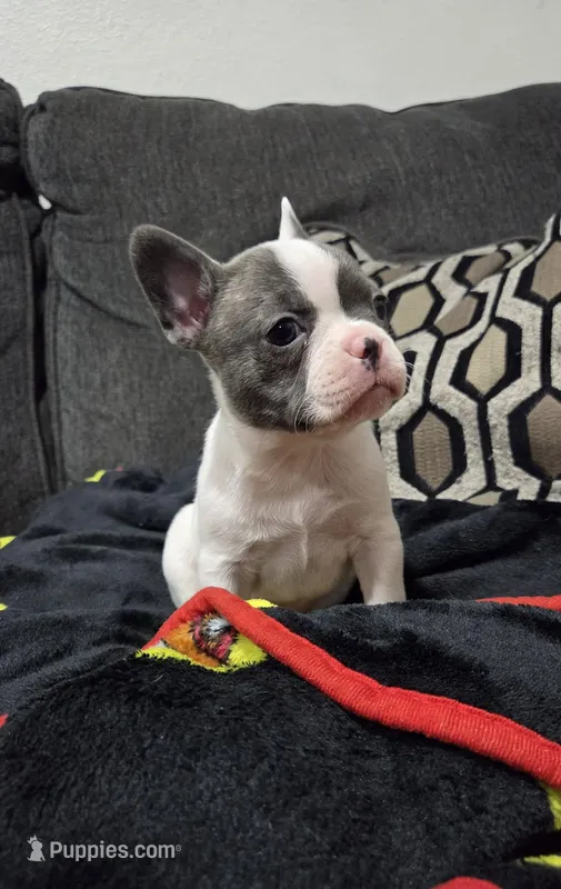 Daisy – French Bulldog, Frenchton puppy for sale in Euless, TX
