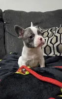 Daisy, a female French Bulldog and Frenchton for sale in Euless, TX – 1 of 3