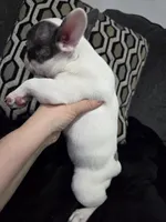 Daisy, a female French Bulldog and Frenchton for sale in Euless, TX – 2 of 3