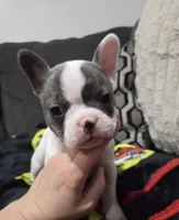Daisy, a female French Bulldog and Frenchton for sale in Euless, TX – 3 of 3