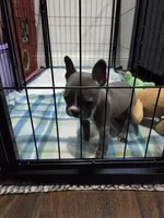 Minnie, a female French Bulldog and Frenchton for sale in Euless, TX – 3 of 3