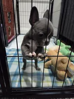 Minnie, a female French Bulldog and Frenchton for sale in Euless, TX – 2 of 3
