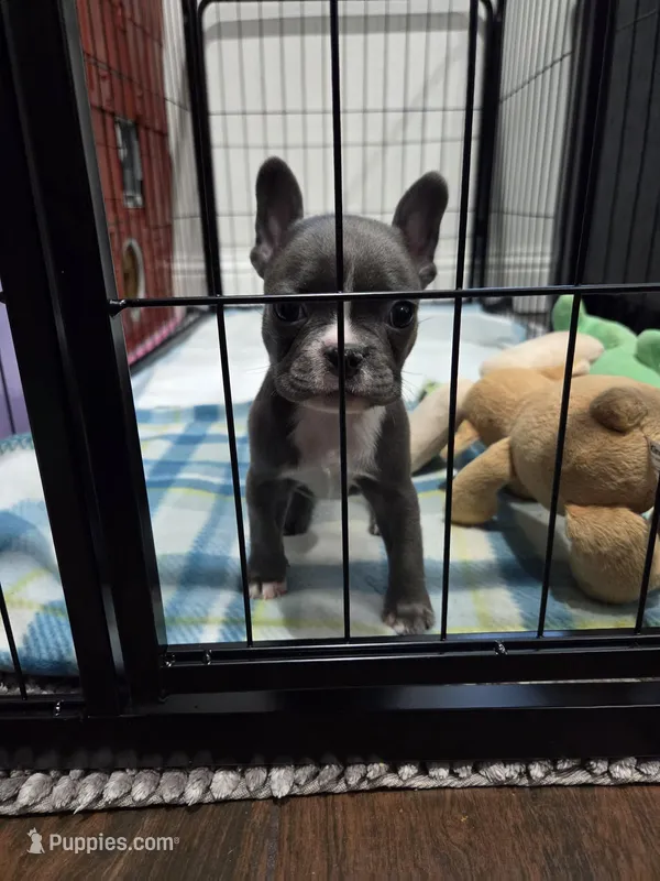 Minnie – French Bulldog, Frenchton puppy for sale in Euless, TX