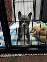 Minnie, a female French Bulldog and Frenchton for sale in Euless, TX – 1 of 3