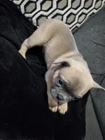 Mickey, a male French Bulldog and Frenchton for sale in Euless, TX – 4 of 5