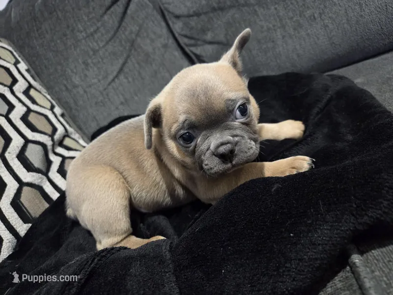 Mickey – French Bulldog, Frenchton puppy for sale in Euless, TX