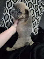 Mickey, a male French Bulldog and Frenchton for sale in Euless, TX – 3 of 5