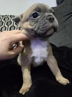 Mickey, a male French Bulldog and Frenchton for sale in Euless, TX – 5 of 5