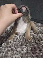Mickey, a male French Bulldog and Frenchton for sale in Euless, TX – 2 of 5
