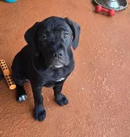 Bambi, a female Cane Corso for sale in Oviedo, FL – Photo 3 of 6