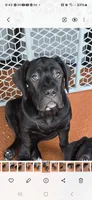 Bambi, a female Cane Corso for sale in Oviedo, FL – Photo 2 of 6