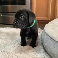 OZ, a male Cane Corso for sale in Oviedo, FL – Photo 1 of 4